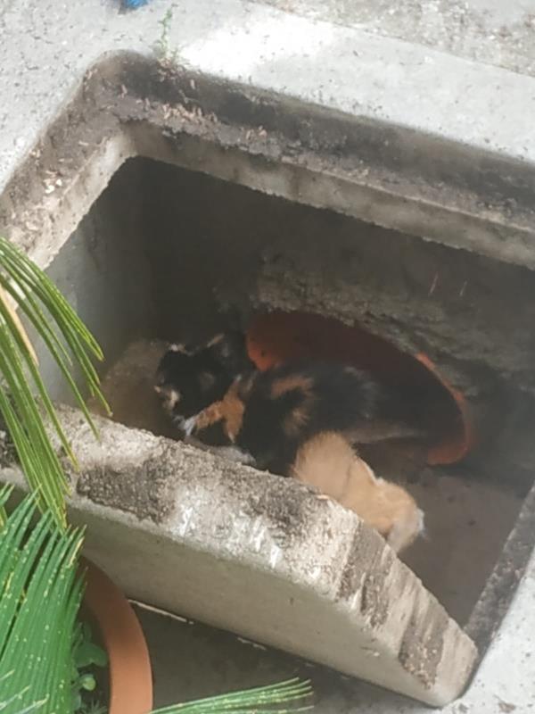 images Gattini in pericolo nel cimitero di Taverna: salvati dai Vigili del Fuoco