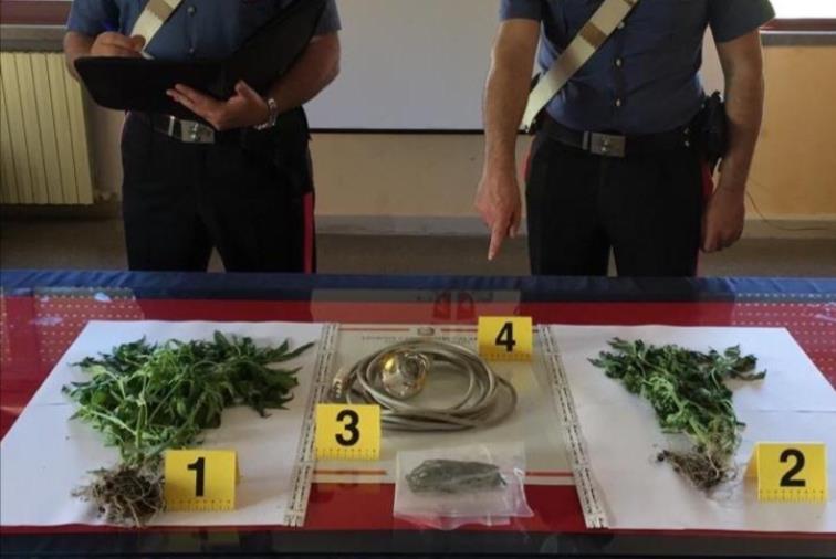 images Coltivava marijuana in casa: arrestato un 31enne di Stalettì