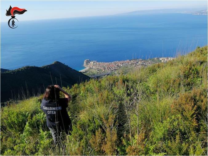 images Operazione Adorno: i Forestali presidiano lo stretto di Messina, corridoio della migrazione degli uccelli