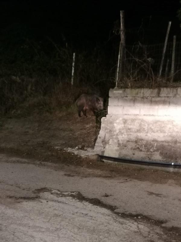 images Catanzaro. Stefano Veraldi: "Quartiere Fortuna, uno zoo a cielo aperto". Cinghiali padroni della notte