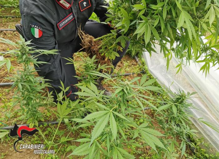 images Taurianova, sottoposto a misura cautelare un ventenne di Melicucco: curava una piantagione di oltre 200 marijuana