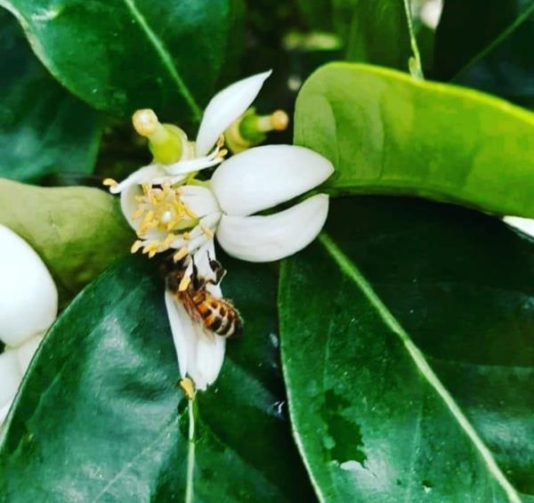Giornata mondiale dell'ape. L'appello di Taverniti: "Sensibilizzare alla sospensione dell'uso di pesticidi nell'agricoltura"