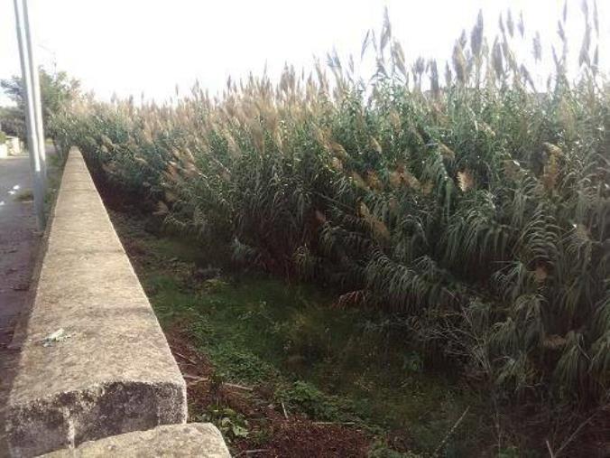 images Catanzaro. Mancato diserbo in località Passo di Salto, i residenti: "Come se fossimo in uno statuto speciale" (FOTO)