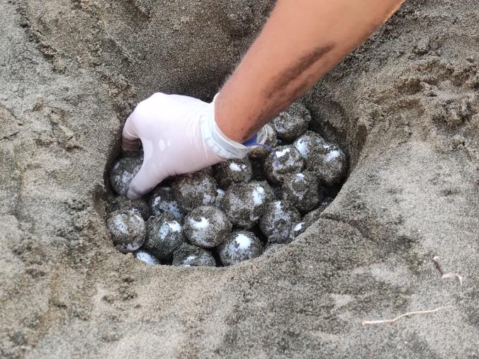 Tartarughe marine, record di nidificazioni per la Caretta caretta: Calabria in testa 