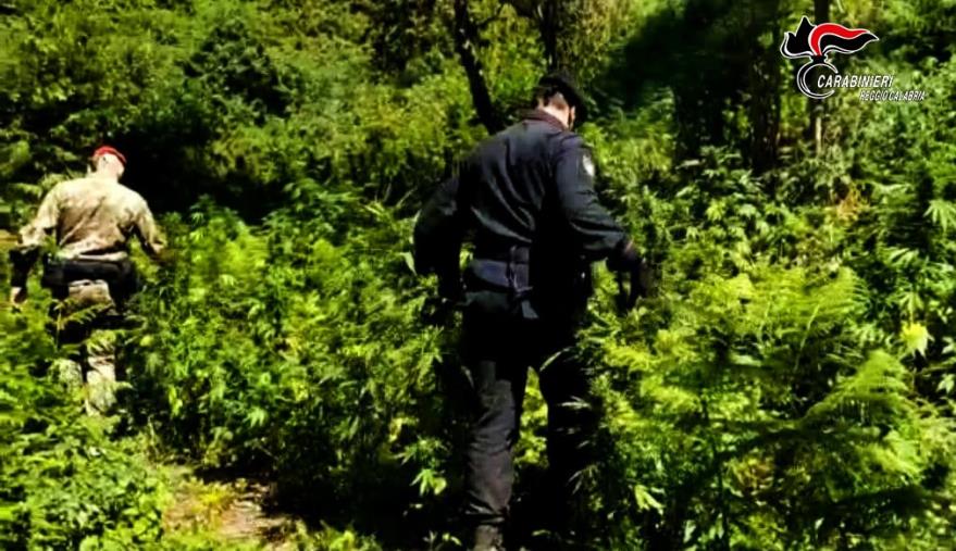 images Coltivano piantagione di marijuana all’interno del Parco nazionale d’Aspromonte: arrestati zio e nipote 