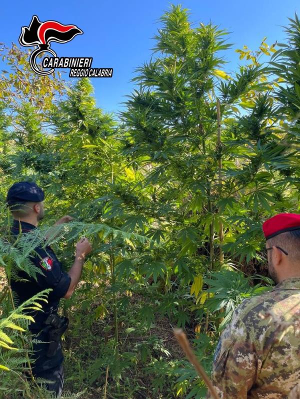 images Gioia Tauro. Trovata una piantagione di 240 piante di marijuana: i carabinieri arrestano tre persone