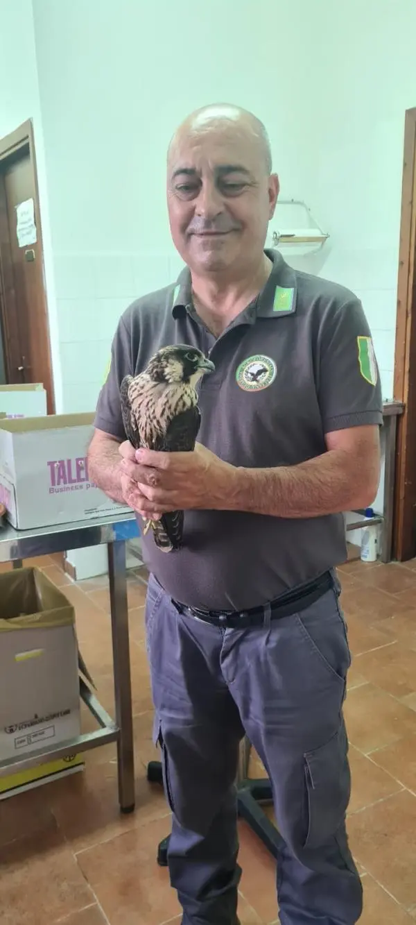 images La Guardia Agroforestale ha recuperato un falco pellegrino 