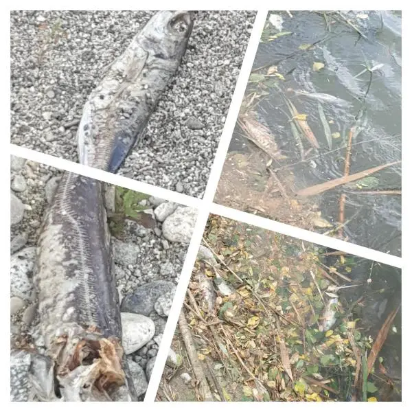 images Inquietante morìa di pesci tra Squillace e Stalettì: è allarme inquinamento alla foce del fiume Alessi