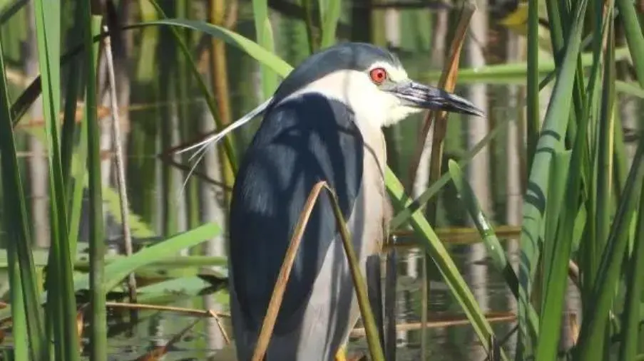 In Sila Grande scoperte due eccezionali nidificazioni: l’Aquila reale e la Nitticora
