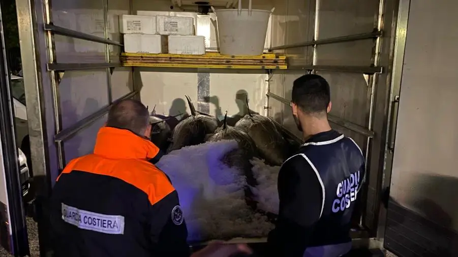 Blitz della Guardia Costiera di Gioia Tauro a Taureana di Palmi: sequestrati 1000 kg di tonno rosso 