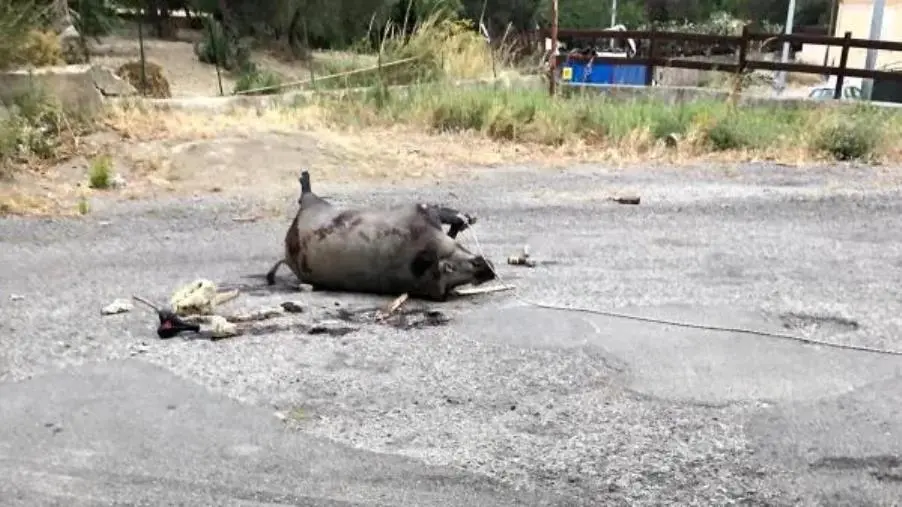 Catanzaro, Viale Isonzo: l’uccisione di un cinghiale simbolo di degrado e abbandono