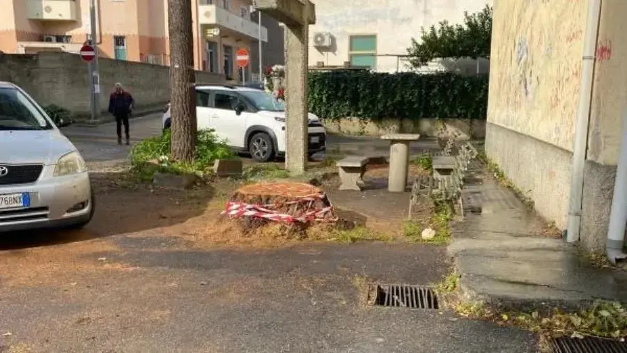 Storico albero tagliato a Santa Maria, Costa e Laudadio: “Era veramente pericoloso?”