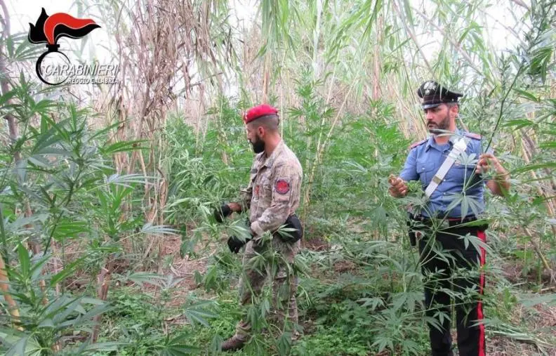 Scoperte e distrutte 1000 piante di marijuana nel Reggino