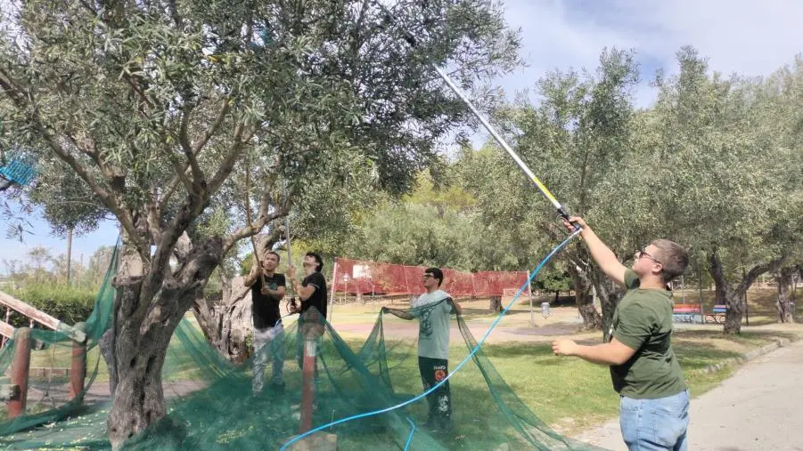 Catanzaro, la giornata speciale degli studenti della Scuola Agraria con la raccolta delle olive
