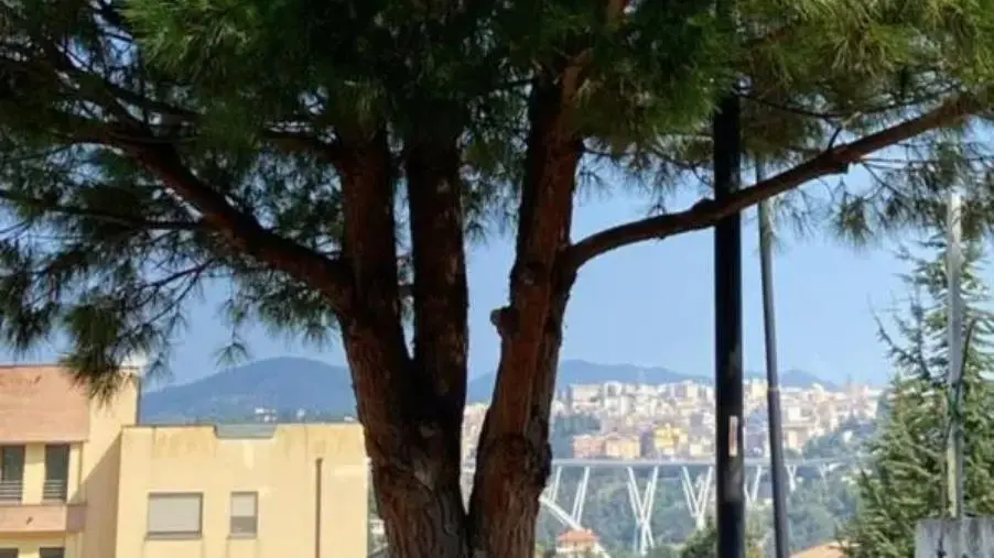 A Catanzaro vie al buio e lampioni coperti dagli alberi: la segnalazione di Veraldi 