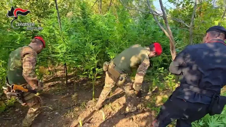 Careri, carabinieri sequestrano e distruggono una piantagione di canapa 
