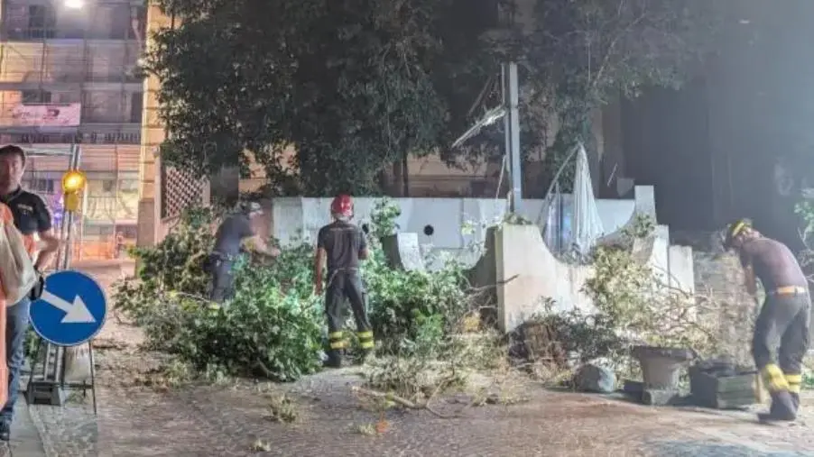 images Centro storico di Catanzaro, cade grosso albero nei pressi della Questura 