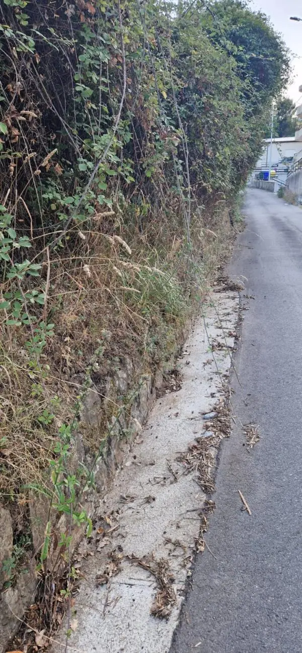 images Catanzaro, il Comitato Janò chiede intervento urgente di diserbo e pulizia in via Genovesi