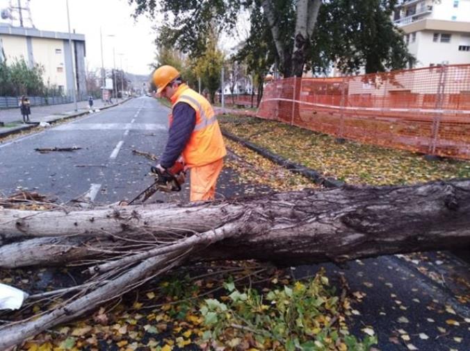 Cosenza sferzata dal vento. Raffiche da 100 km orari abbattono diversi alberi in città 