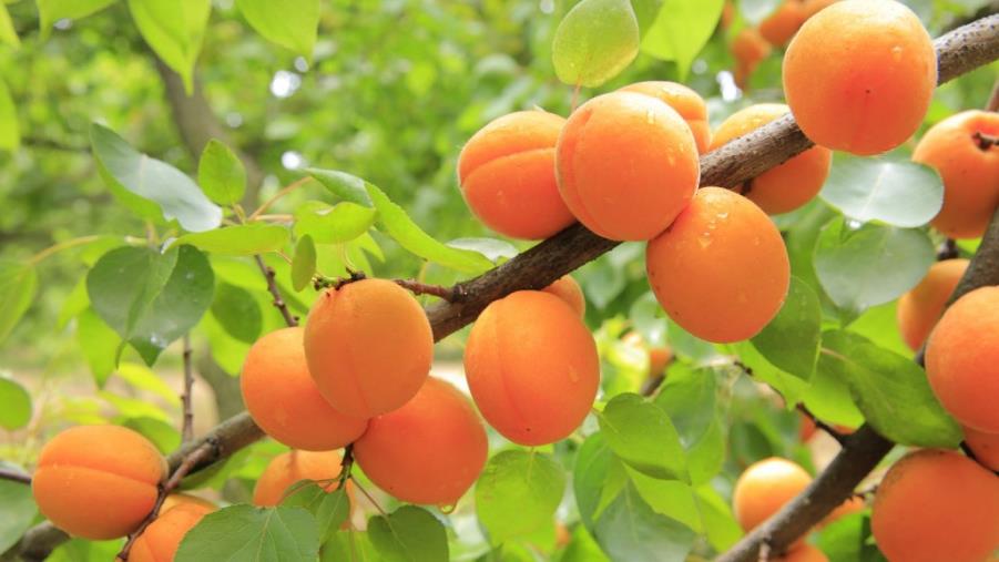 images L'allarme della Coldiretti: "La natura in tilt con la finta primavera" 