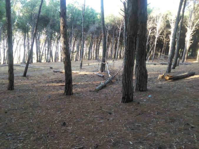 images Tagliavano alberi abusivamente, cinque persone denunciate nel Cosentino