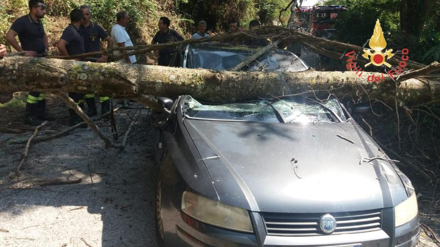 images Cade un albero in strada di Lamezia: presa in pieno un auto