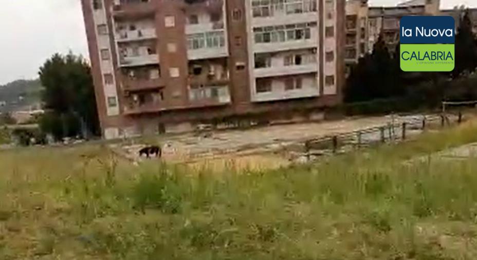 Vergogna All Aranceto Droga Rifiuti E Un Cavallo Nel Campetto Residenti Nel Terrore Video