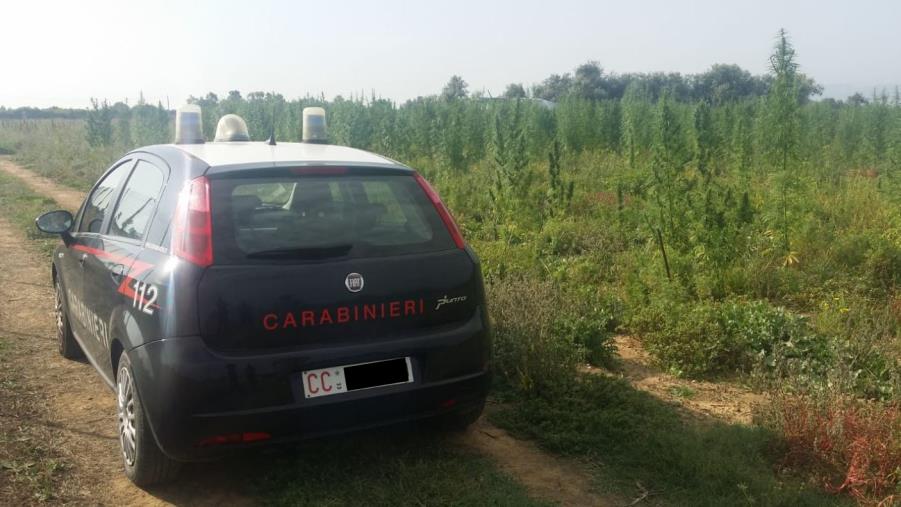 Fondi regionali agricoli per 146mila euro a Curinga. Stop del Tar all'interdittiva antimafia in attesa degli atti