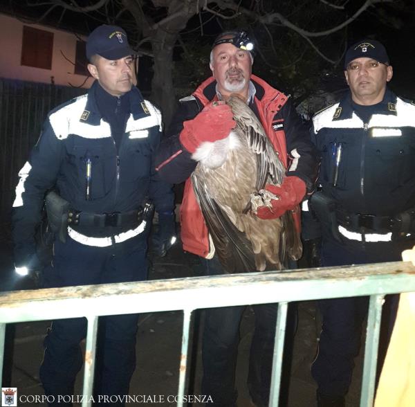 images La Polizia Provinciale di Cosenza recupera un avvoltoio Grifone a Cirella di Diamante
