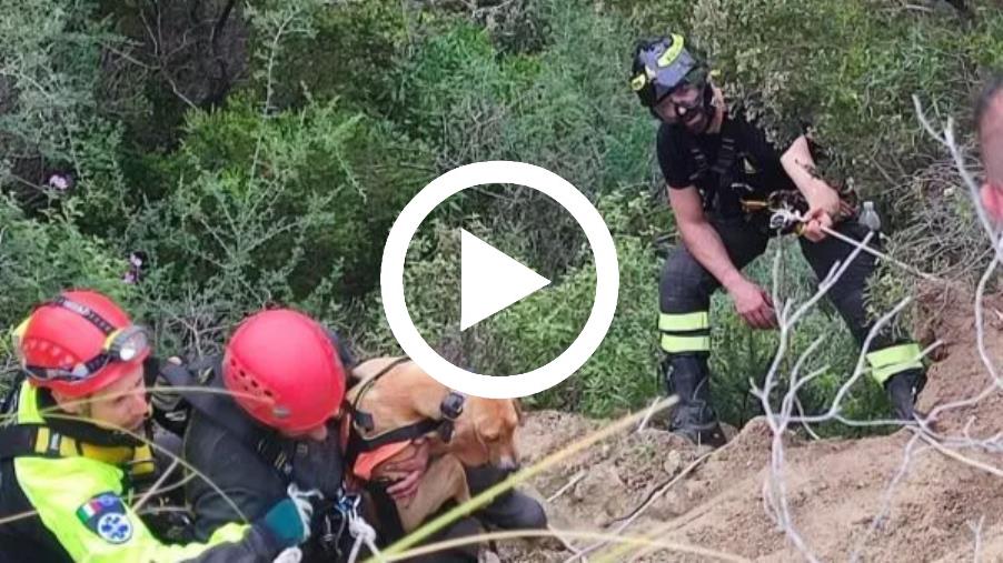 images Guardavalle, i vigili del fuoco salvano un cucciolo di cane caduto in un burrone