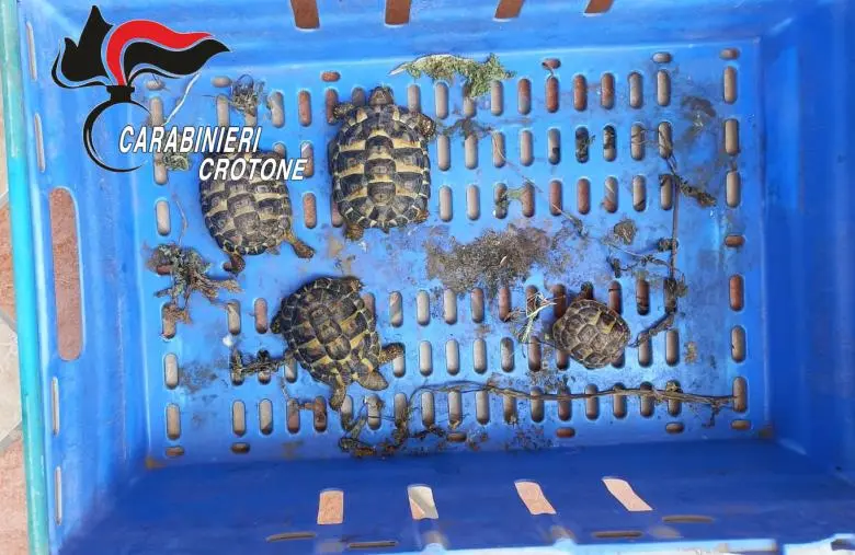 Perquisizioni e controlli a Isola Capo Rizzuti, ritrovate 4 tartarughe specie protetta