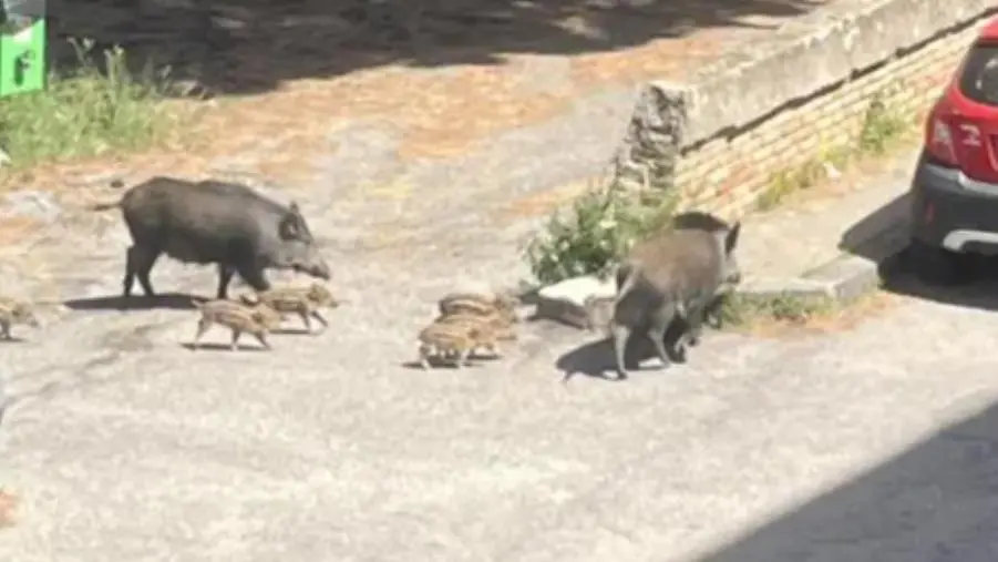 Catanzaro, aumentano gli avvistamenti di cinghiali in zona Sant'Antonio: l'allarme dei residenti
