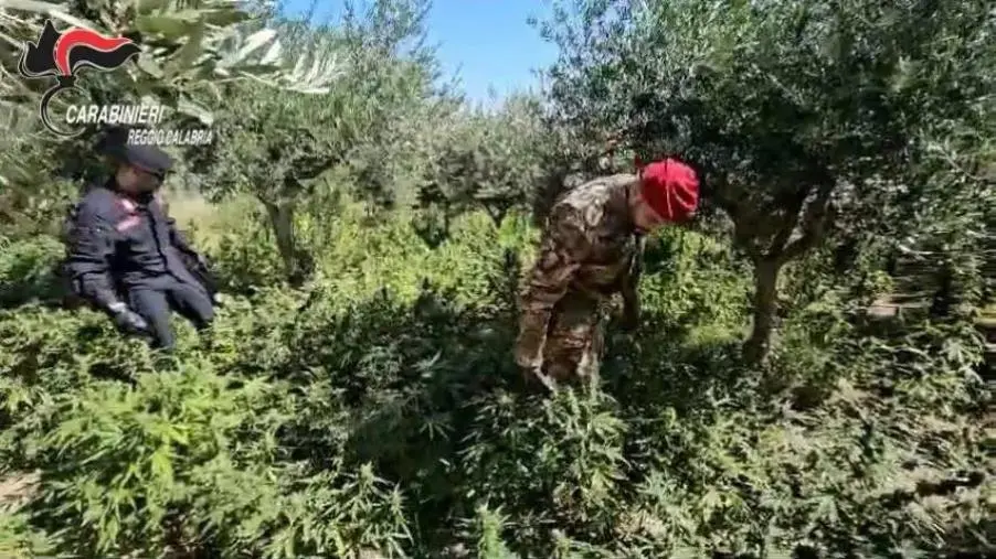 Individuata nel Reggino una coltivazione di oltre 500 piante di marijuana: un arresto 