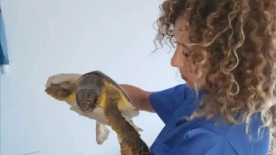 Montepaone, il 12 ottobre visita gratuita al Museo della Pesca e del Mare con la biologa Stefania Giglio
