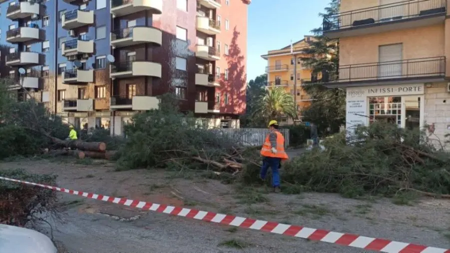 images Italia Nostra contro l'abbattimento dei pini a Rende: "Il Comune si doti con urgenza di un Piano del verde"