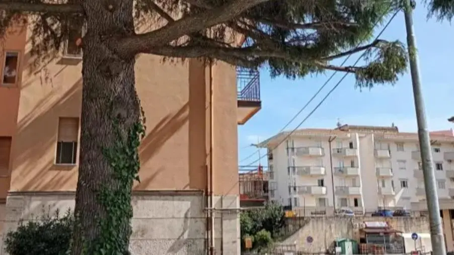Settore Ambiente a Catanzaro, Commissione vigilanza chiede audizione urgente su cura del verde