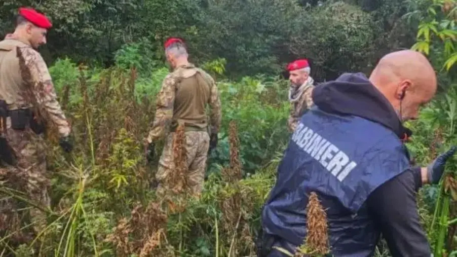 Sequestrata a Soveria Mannelli una piantagione di Canapa indiana: avrebbe fruttato oltre 2 milioni di euro