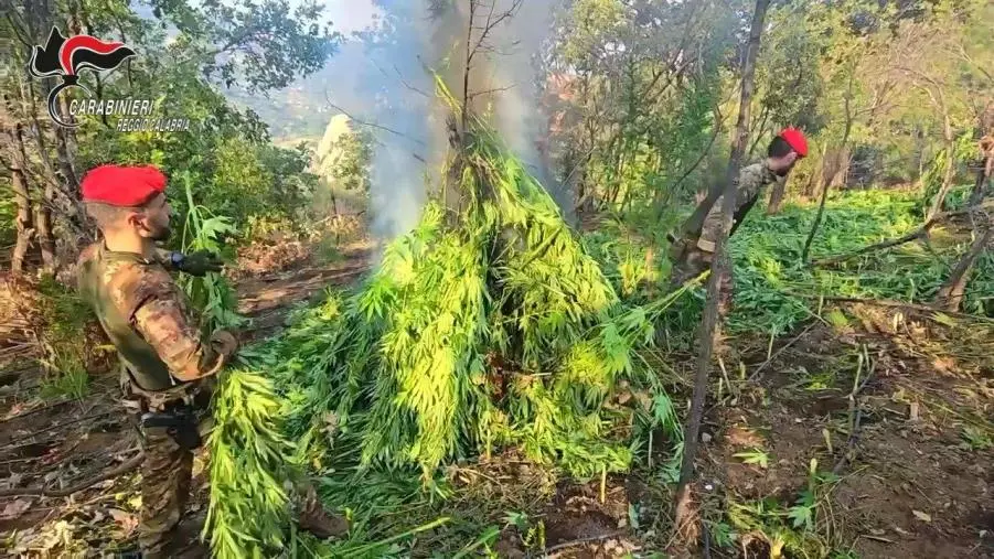 Maxi piantagione di marijuana scoperta nelle campagne del Reggino: sequestrate oltre 2.000 piante 