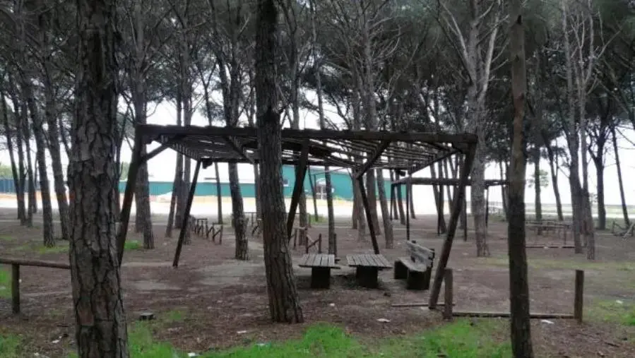 Pineta di Giovino nel degrado, Riccio: “Strutture fatiscenti e invasione di processionaria, si intervenga subito”