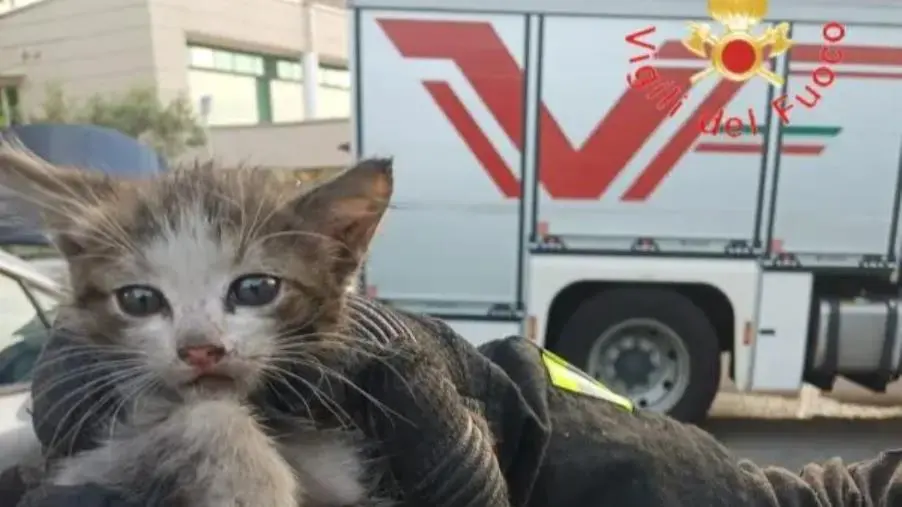 images Rende, gattino resta incastrato nel vano motore di un'auto: salvato dai Vigili del Fuoco 
