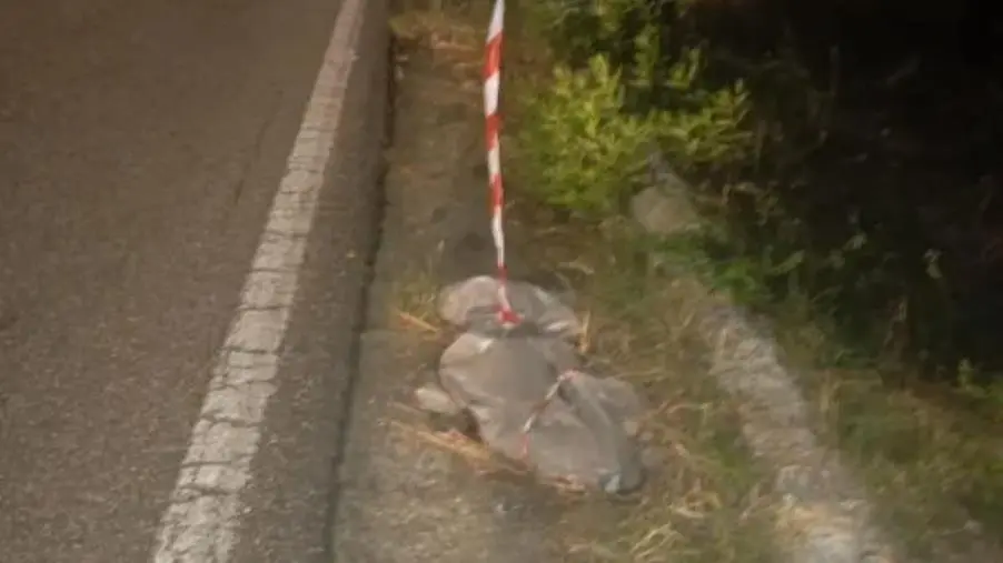 La denuncia dei cittadini della frazione Cancello-Serrastretta: "Troppi cinghiali, servono interventi"