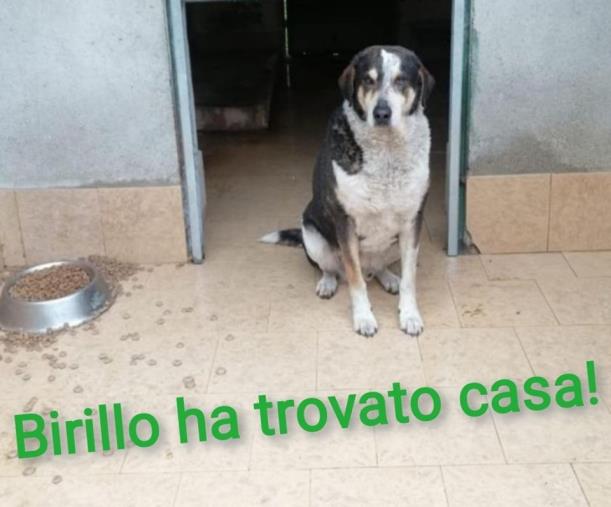 images Il circolo “Almirante” di Fratelli d’Italia lancia petizione on line per istituire il cane di quartiere: “Birillo deve tornare a casa perché sarà adottato dalla Marina di Catanzaro"