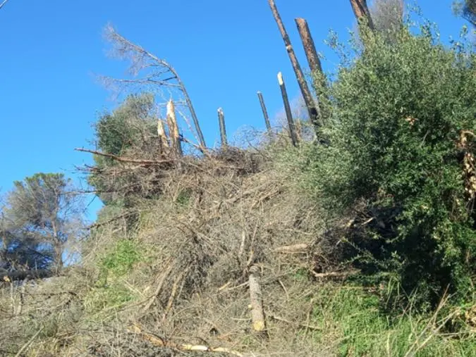 images Catanzaro, Riccardo Elia: "La storia ormai infinita del Bosco Li Comuni"