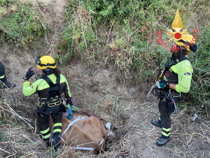 Catanzaro. Un bovino scivola in un fossato a Giovino: salvato dai vigili del fuoco