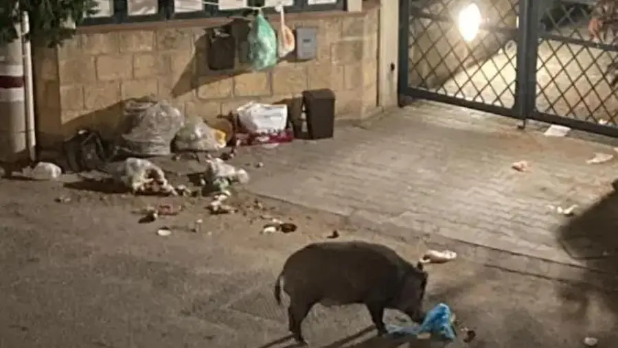 Cinghiali “in vacanza” a Pietragrande di Stalettì (VIDEO)