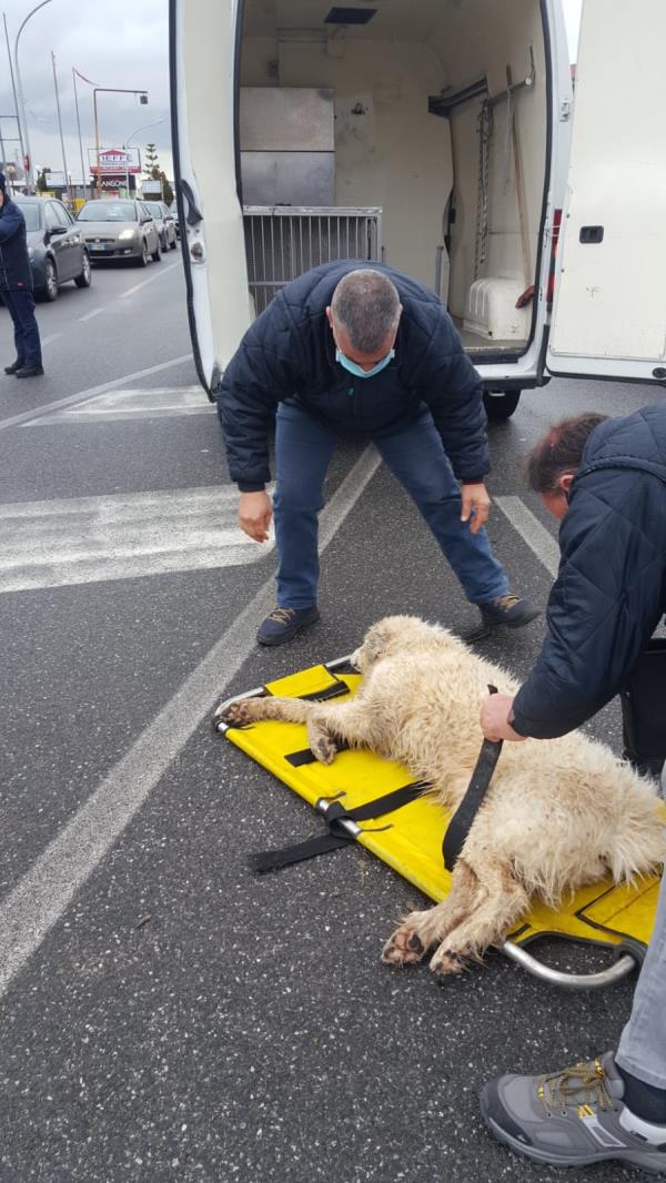 images Sellia Marina. Cane investito sulla 106 e tratto in salvo dai veterinari dell'Asp