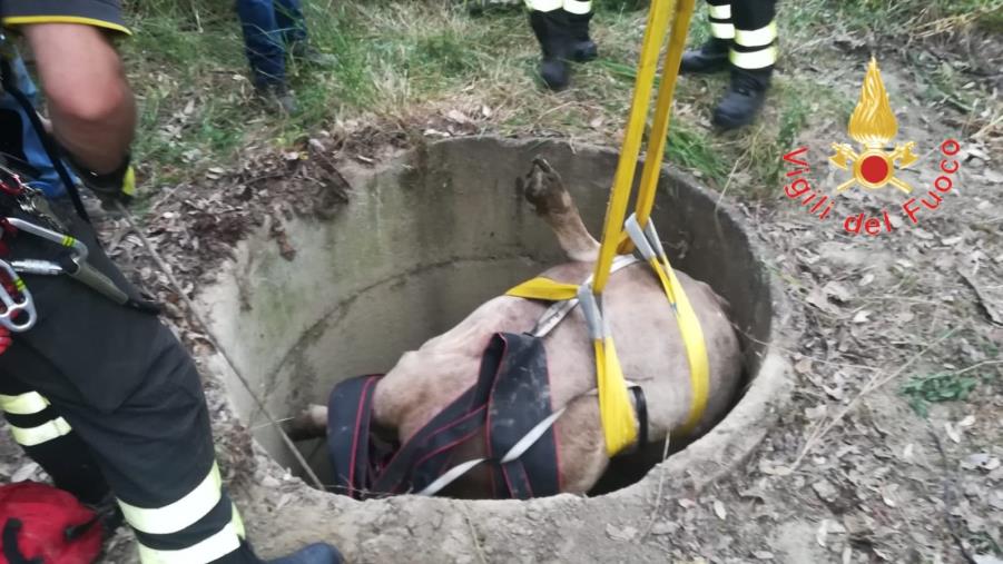 images Vitello cade in un pozzo profondo circa 5 metri nel Crotonese: salvato dai vigili del fuoco  