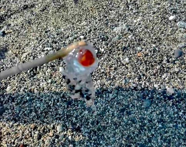images Mar Jonio: la presenza della salpa marina ne "certifica" la trasparenza (VIDEO)