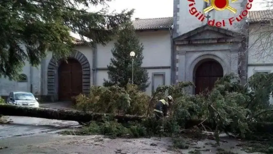 Maltempo, albero cade all’ingresso della Certosa di Serra San Bruno: intervento dei Vigili del Fuoco