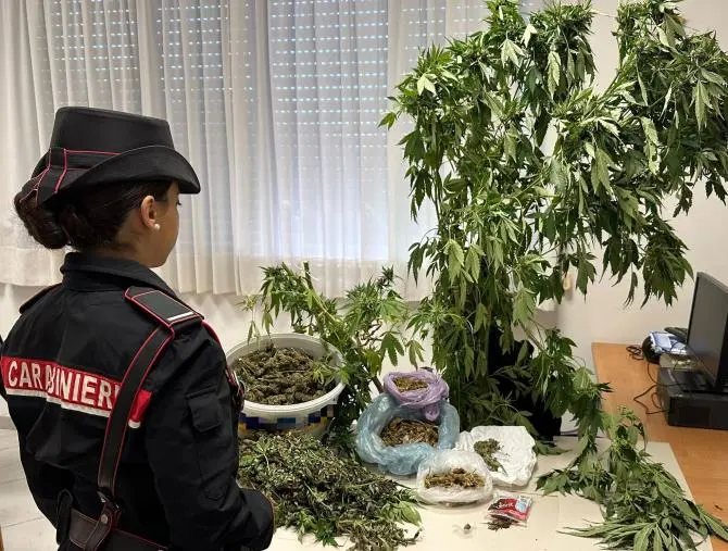 Lamezia Terme, coltivava marijuana nel suo terreno: ai domiciliari un 54enne